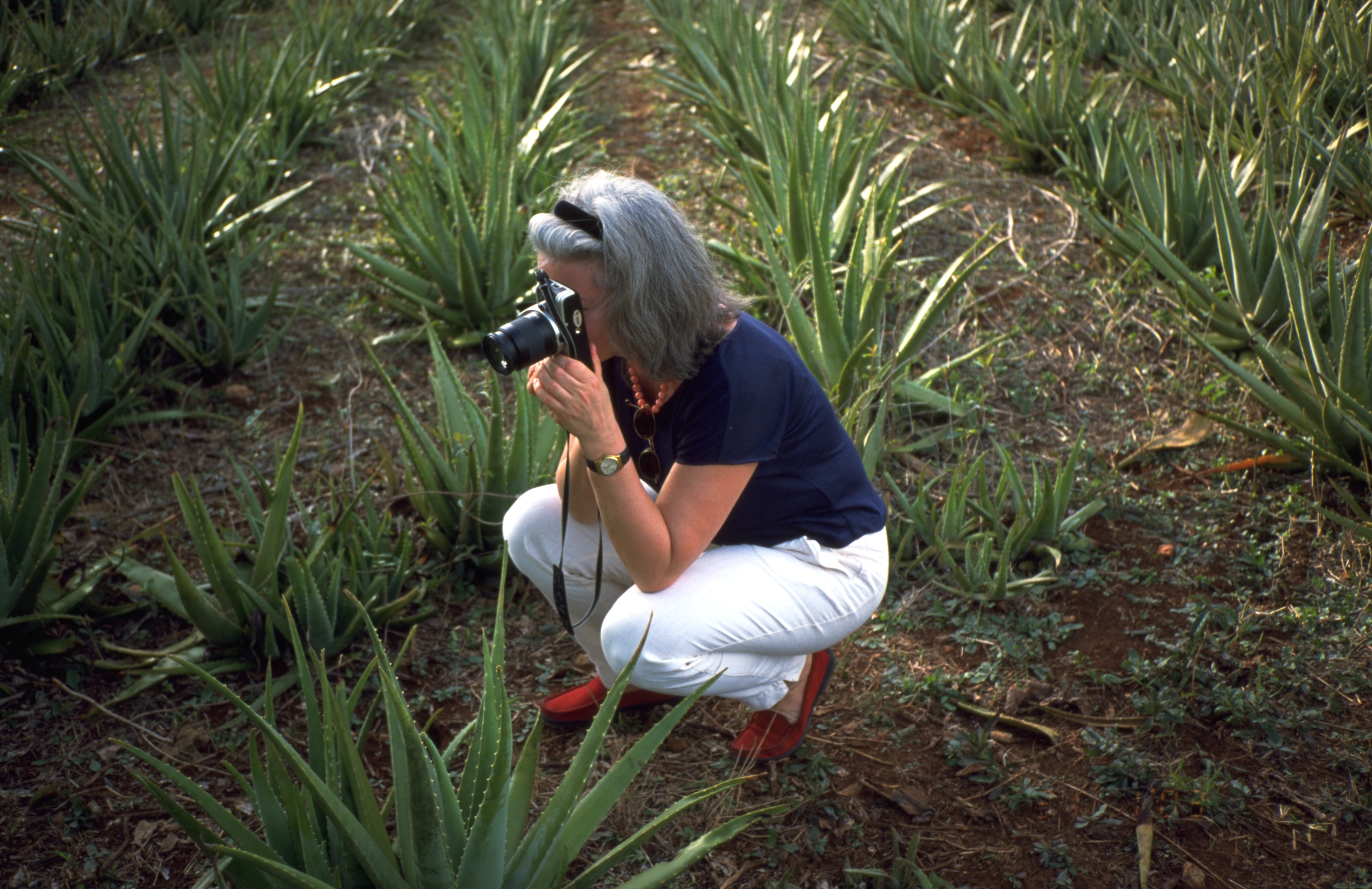 Margot Esser fotografiert Aloe Vera Pflanzen auf einem Aloe Vera Feld