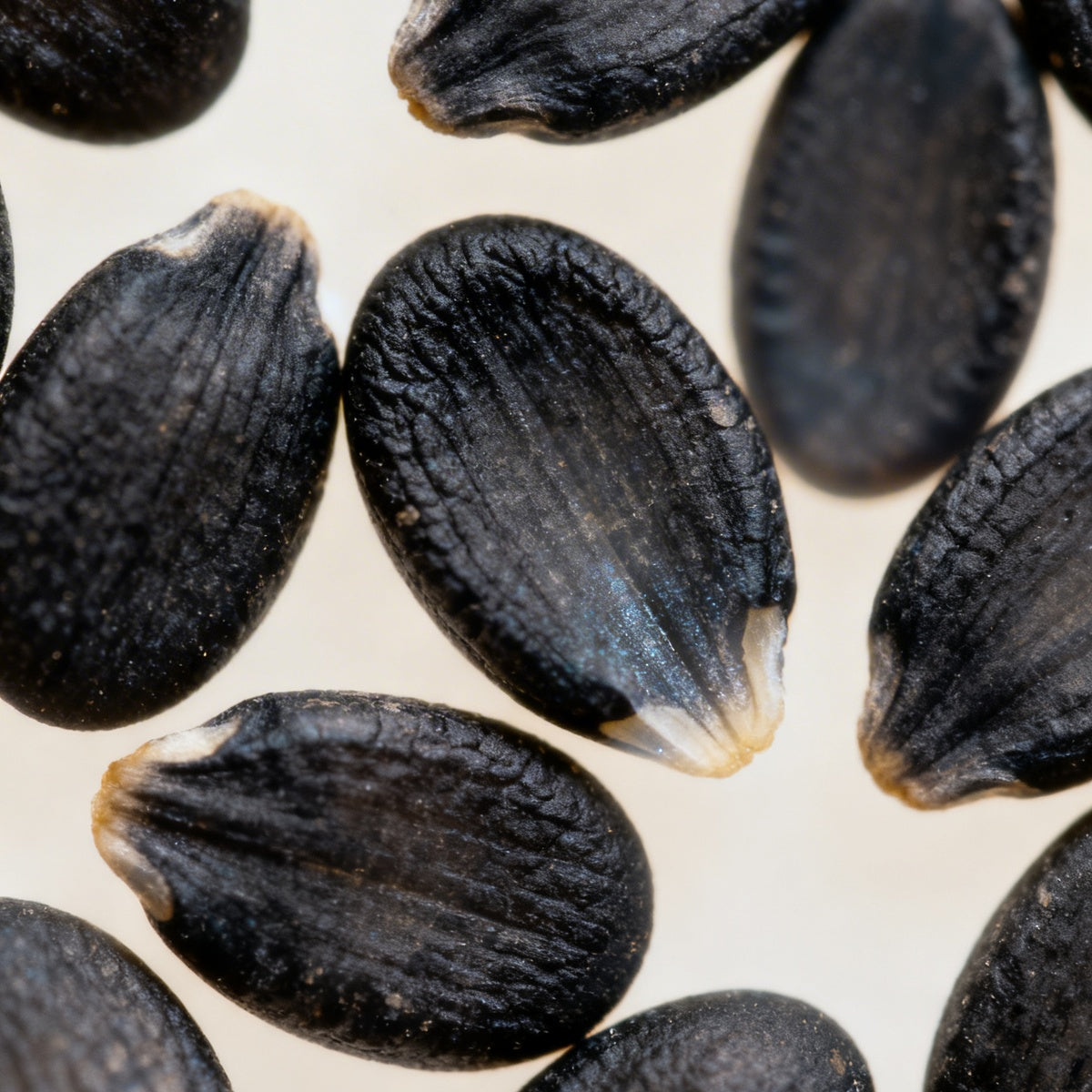 Nahaufnahme von schwarzen Sesamkörnern für Pharmos Natur Sesam Kraft Produkte