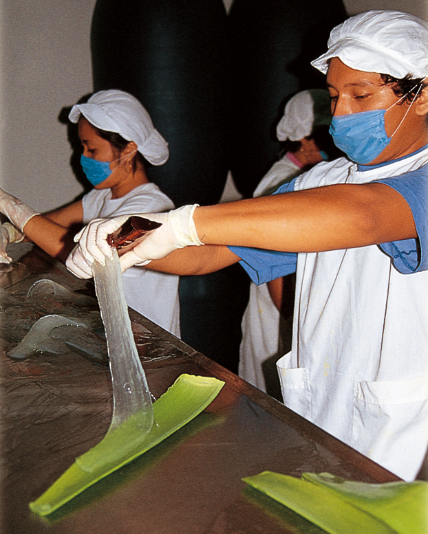 2 Frauen in weißen Arbeitskitteln schälen das Aloe Vera Gel per Hand aus der Aloe Blattrinde