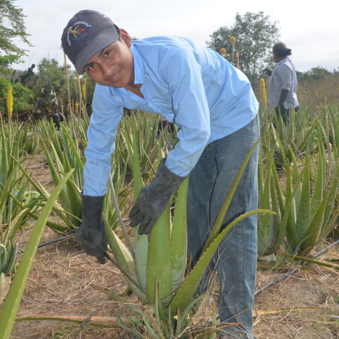 Ein Kleinbauer schneidet im Feld ein Blatt von einer Aloe Vera Pflanze ab