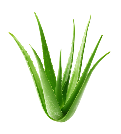 Aloe Vera Bio Ursaft Kurpackung | PHARMOS NATUR