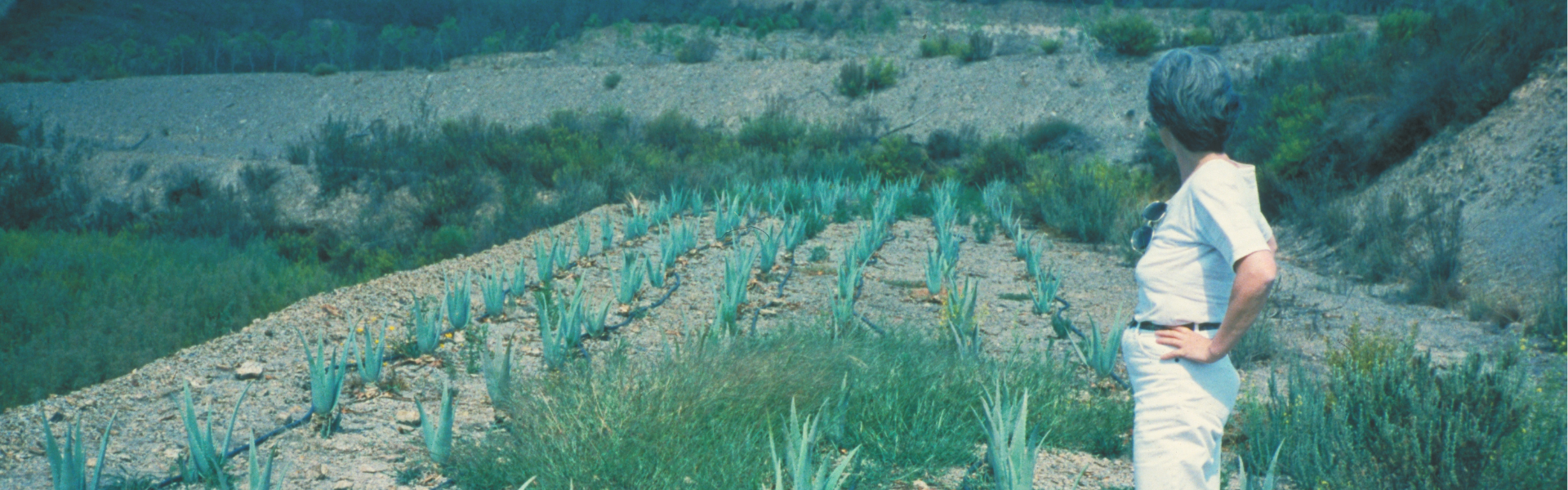 Meine Suche nach der richtigen Aloe Vera