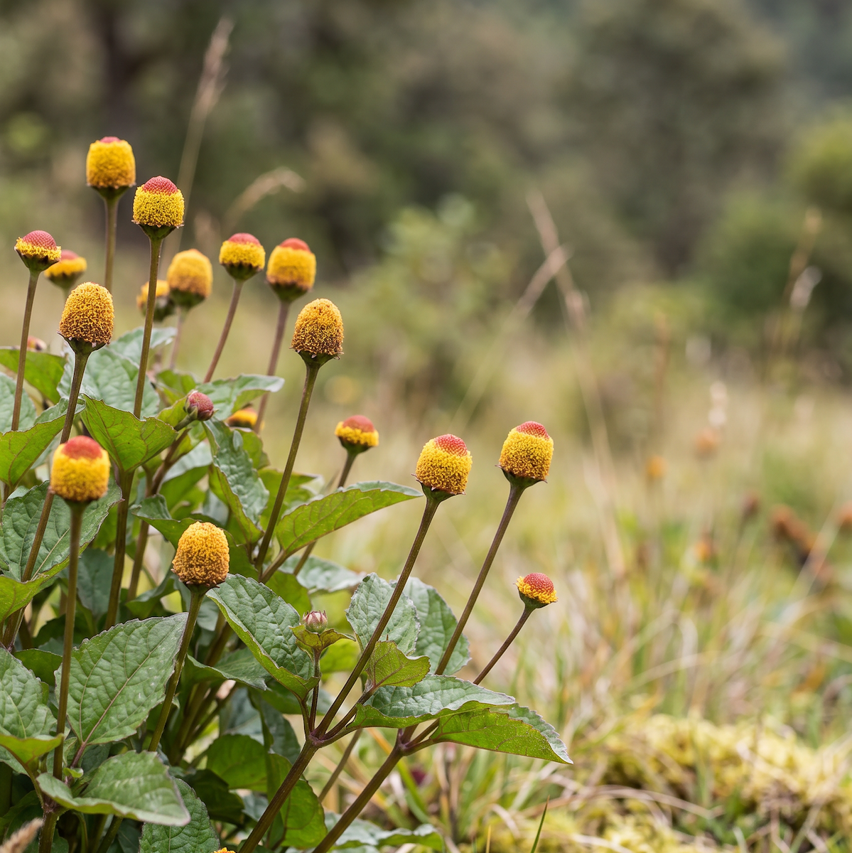 Acmella (Acmella oleracea) – tropische Blütenpflanze mit markanten goldgelben Blüten und langer Tradition in Südamerika.