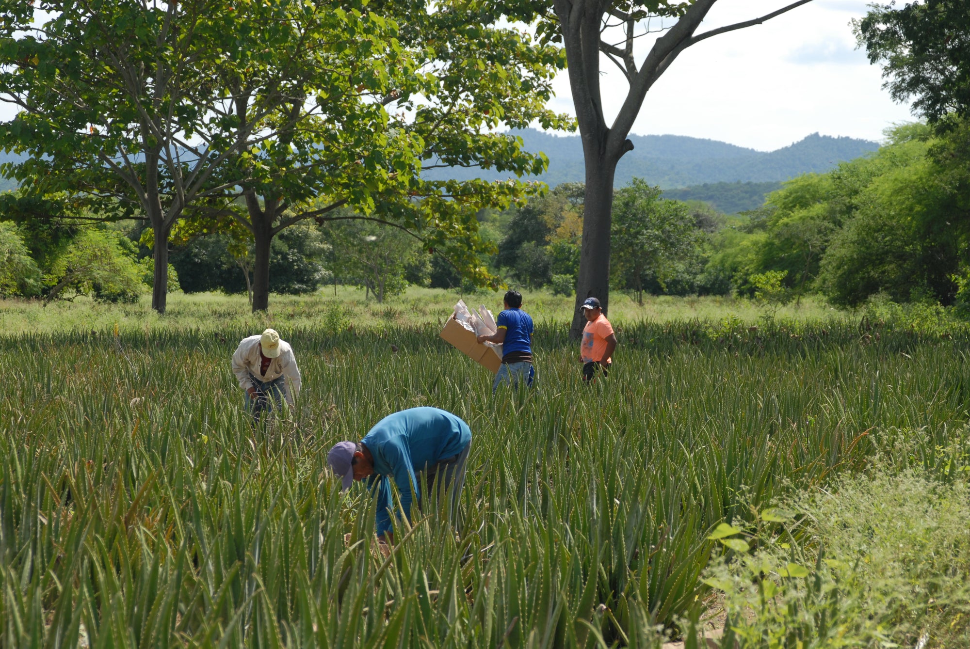 Arbeiter bei der Aloe Vera Ernte
