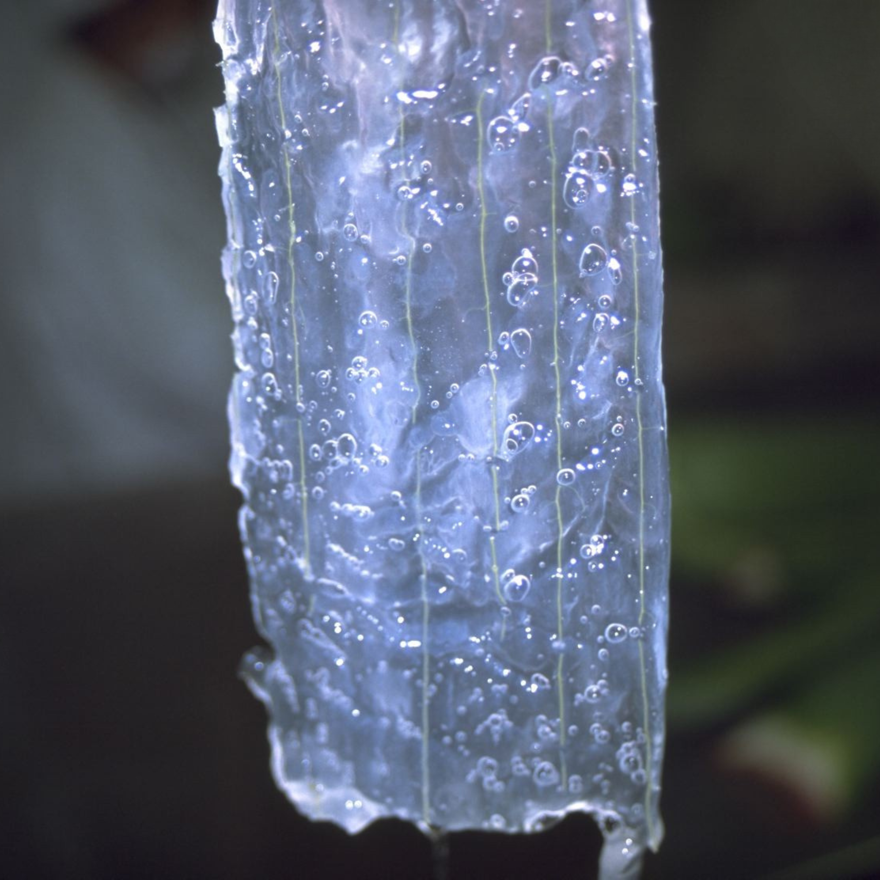 Makrofotografie des Aloe Vera Gels 