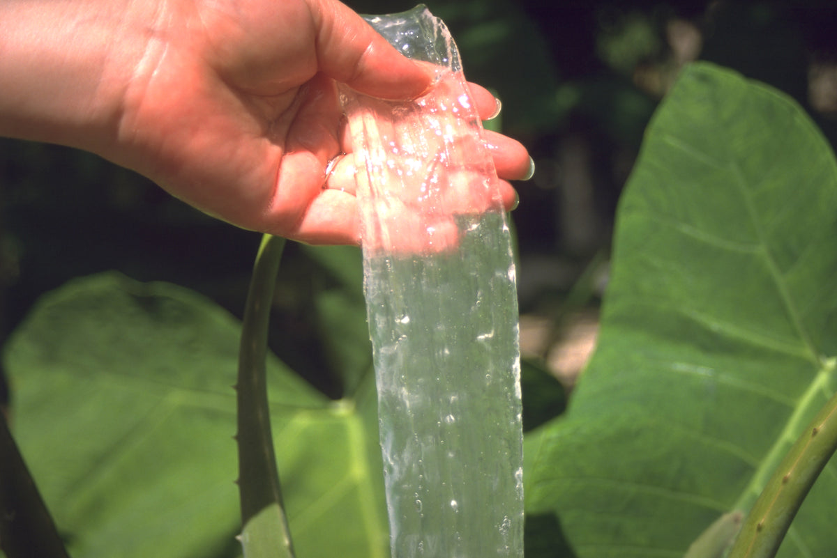 Ausgeschältes Aloe Vera Gel wird von einer Hand gehalten