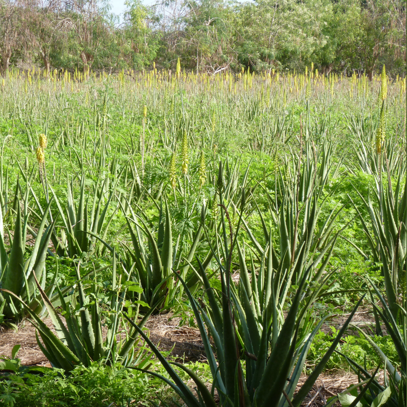 Meine Suche nach der richtigen Aloe Vera