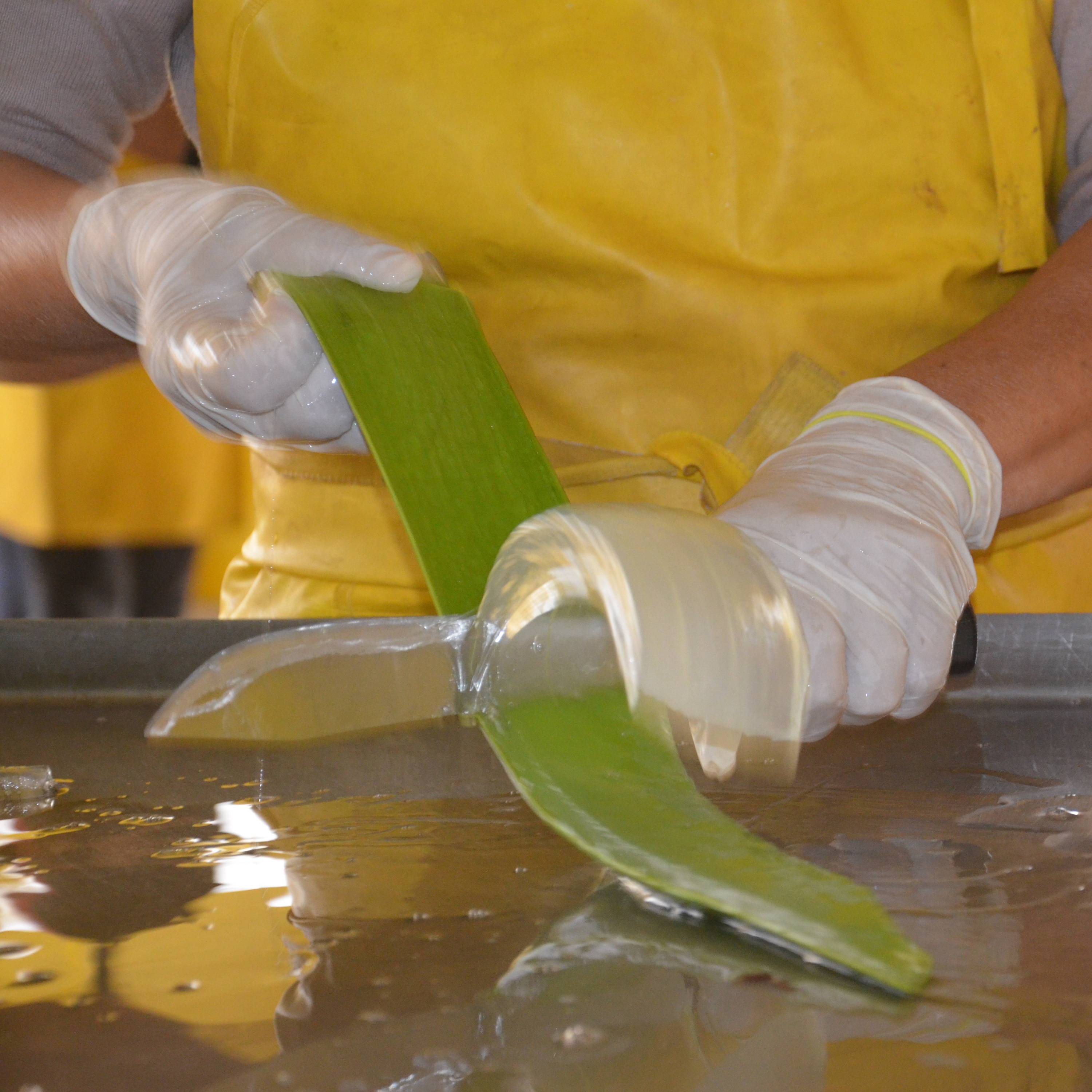 In Motion geschossenes Bild von einer Aloe Vera Pflanze bei der Ausschälung