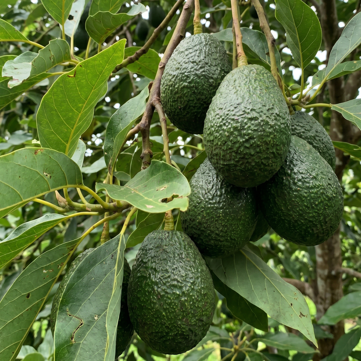 Avocado (Persea americana) – cremige Frucht mit wertvollen Pflanzenölen und langer Tradition in der Pflanzenkultur Mittelamerikas.