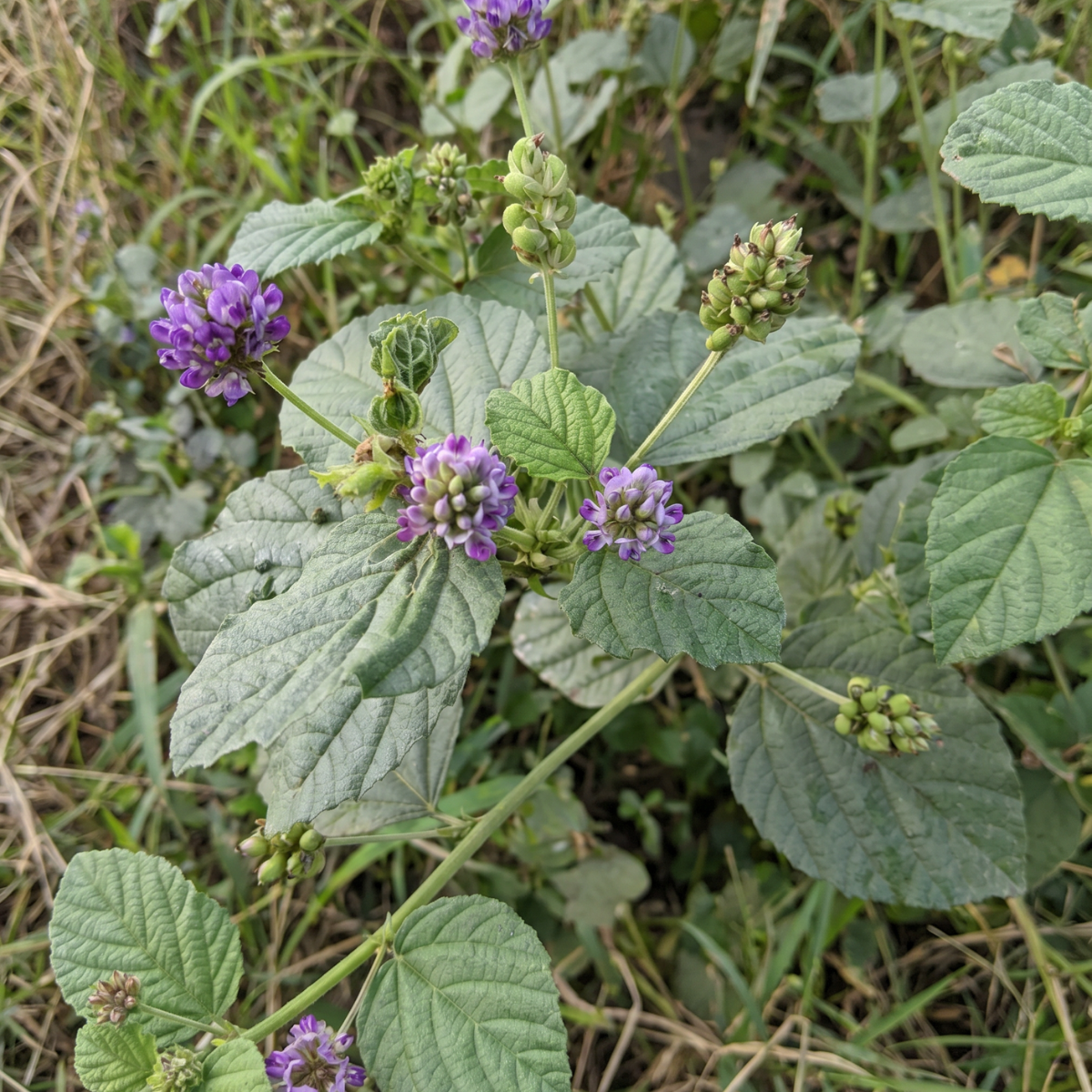 Babchi (Psoralea corylifolia) – charakteristische Pflanze mit langer Tradition in der ayurvedischen Pflanzenkultur.
