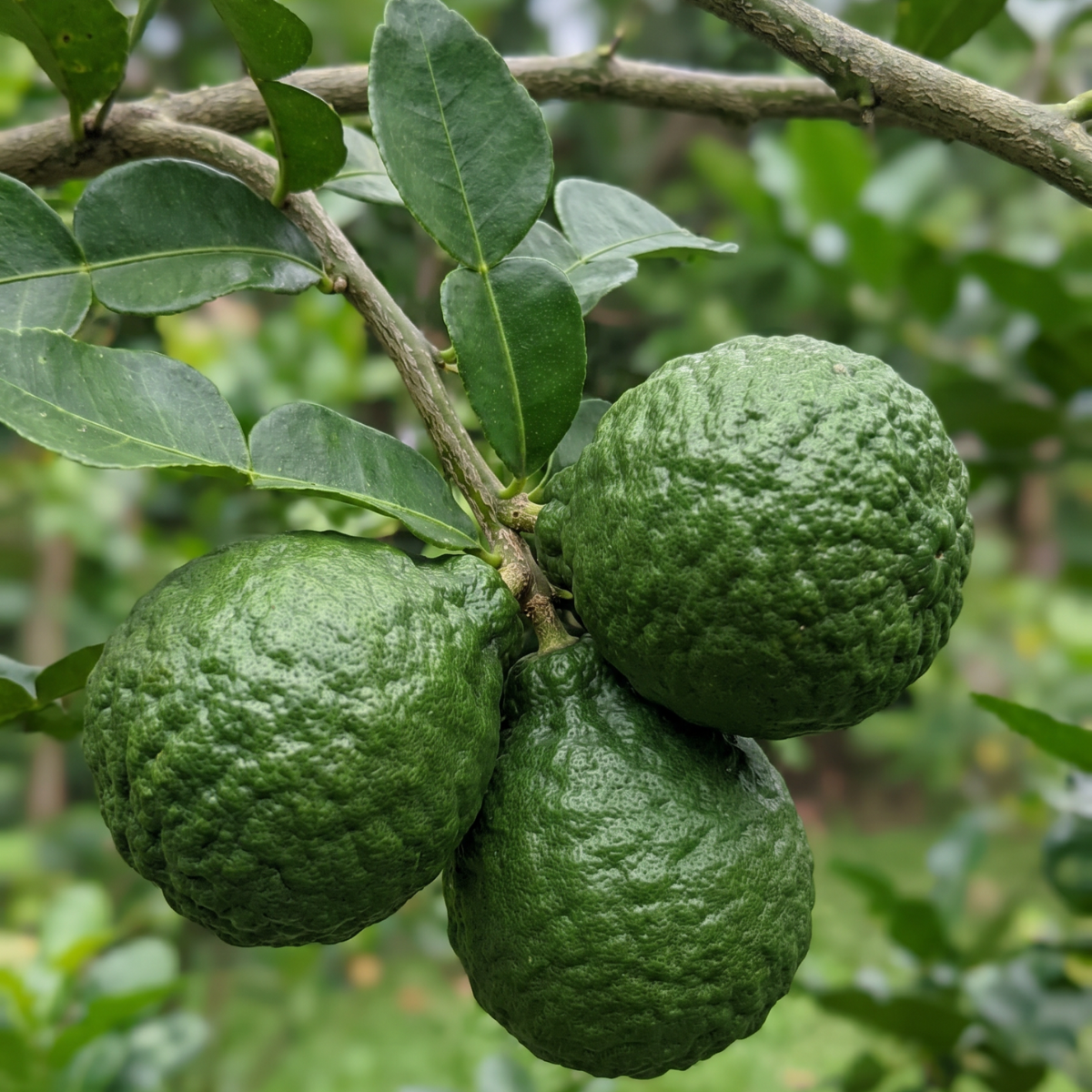 Bergamotte (Citrus bergamia) – kostbare Zitrusfrucht mit aromatischen Pflanzenessenzen für natürliche Hautpflege, Frische und Balance.