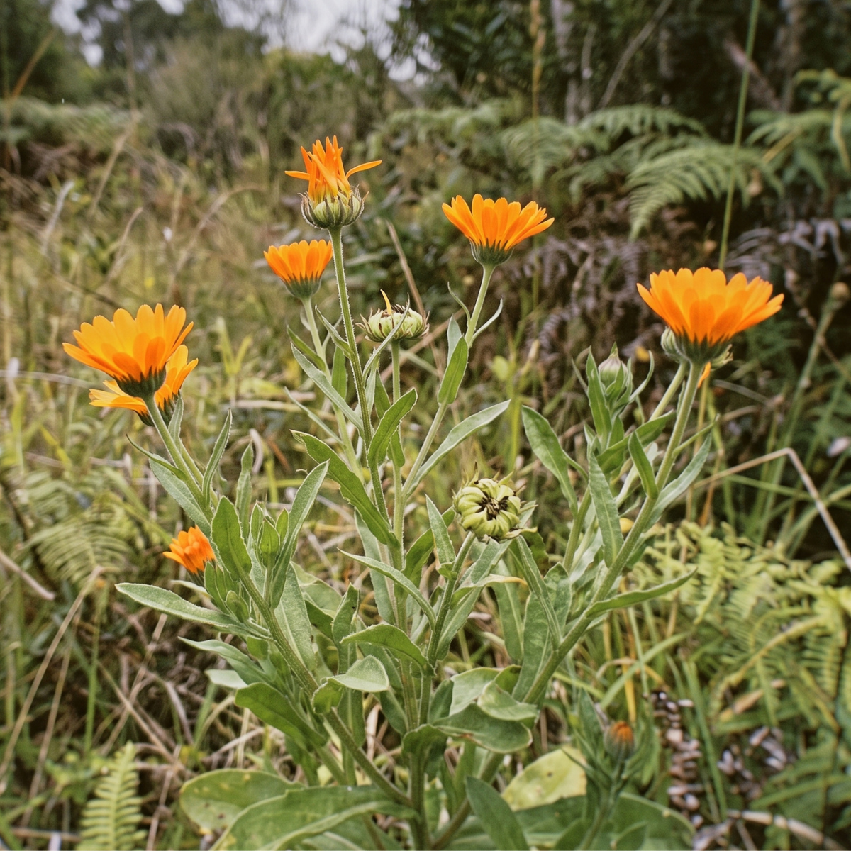 Ringelblume (Calendula officinalis) – leuchtend orangefarbene Blütenpflanze mit langer Tradition in der europäischen Pflanzenkunde.