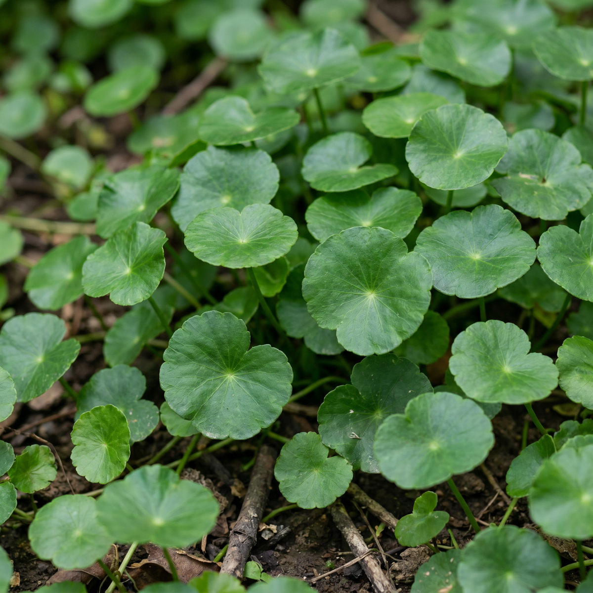 Centella Asiatica (Gotu Kola) – traditionsreiche Pflanze der asiatischen Pflanzenkunde mit charakteristischen grünen Blättern