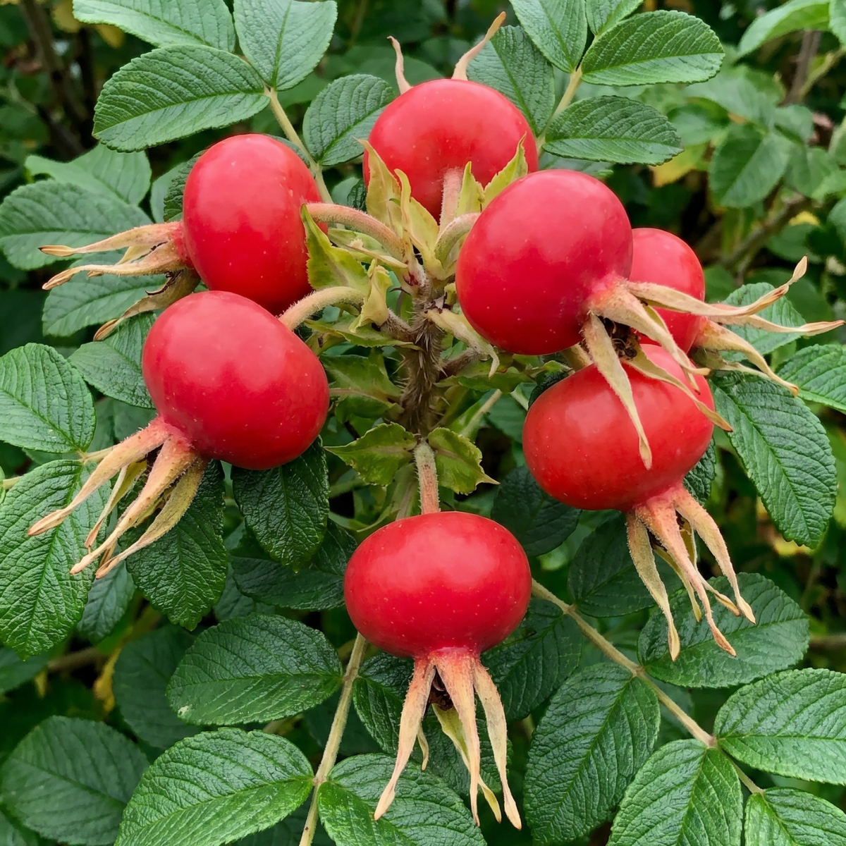 Hagebutte (Rosa canina) – leuchtend rote Wildfrucht mit langer Tradition in der europäischen Pflanzenkunde.