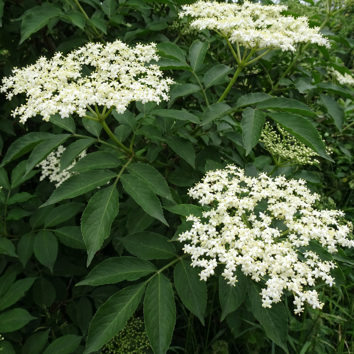 Holunder (Sambucus nigra) – heimischer Strauch mit zarten Blütendolden und tiefdunklen Beeren.