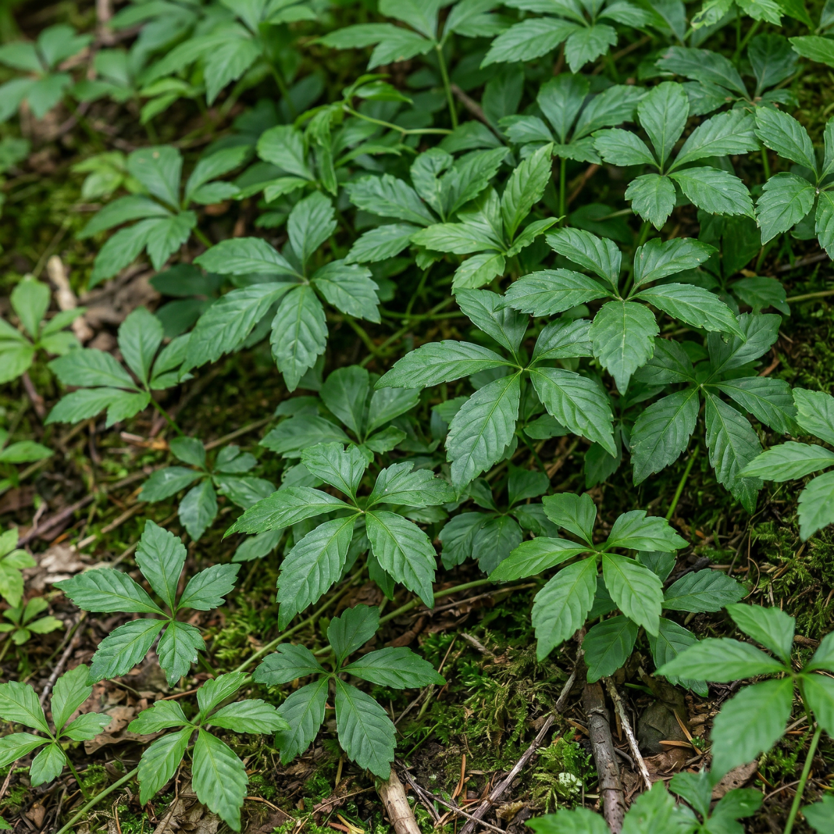 Jiaogulan (Gynostemma pentaphyllum) – in der asiatischen Pflanzenkunde seit Jahrhunderten geschätzte Kletterpflanze, auch als „Kraut der Unsterblichkeit“ bekannt.