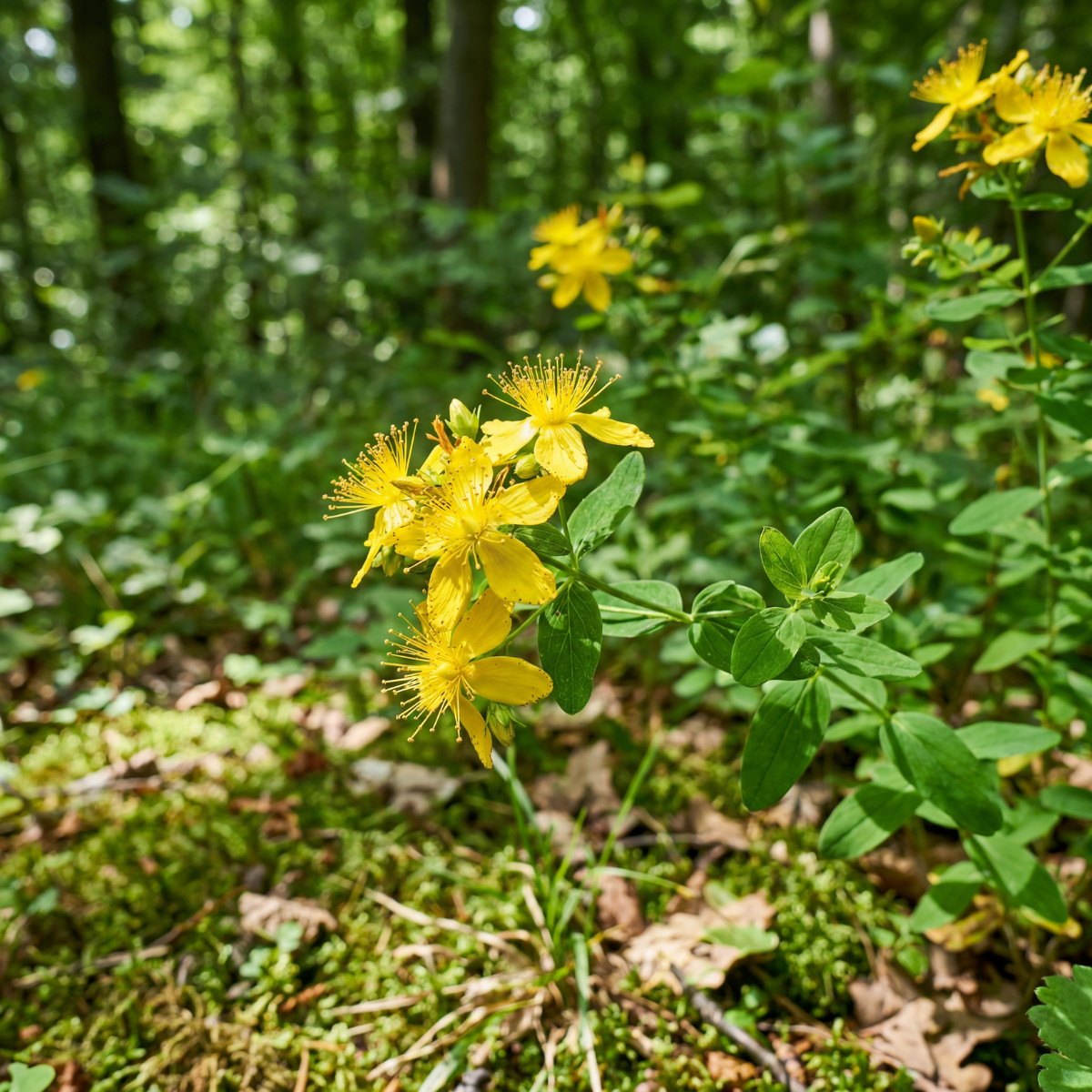 Johanniskraut in Mischkultur für Pharmos Natur 