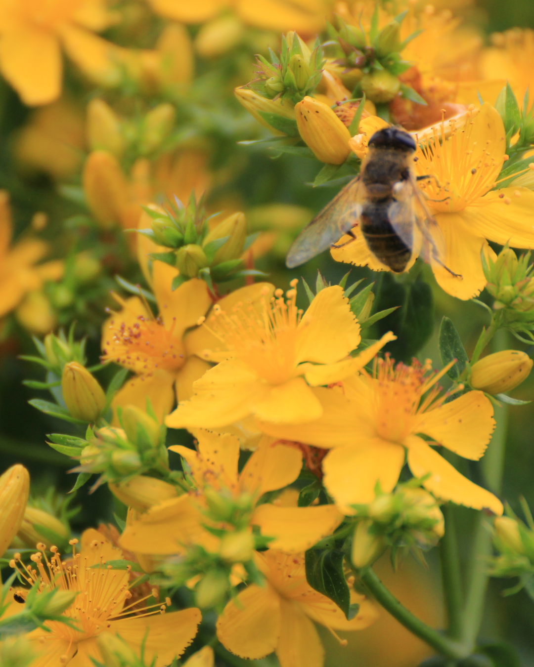 Biene sitzt auf Johanniskrautblüte