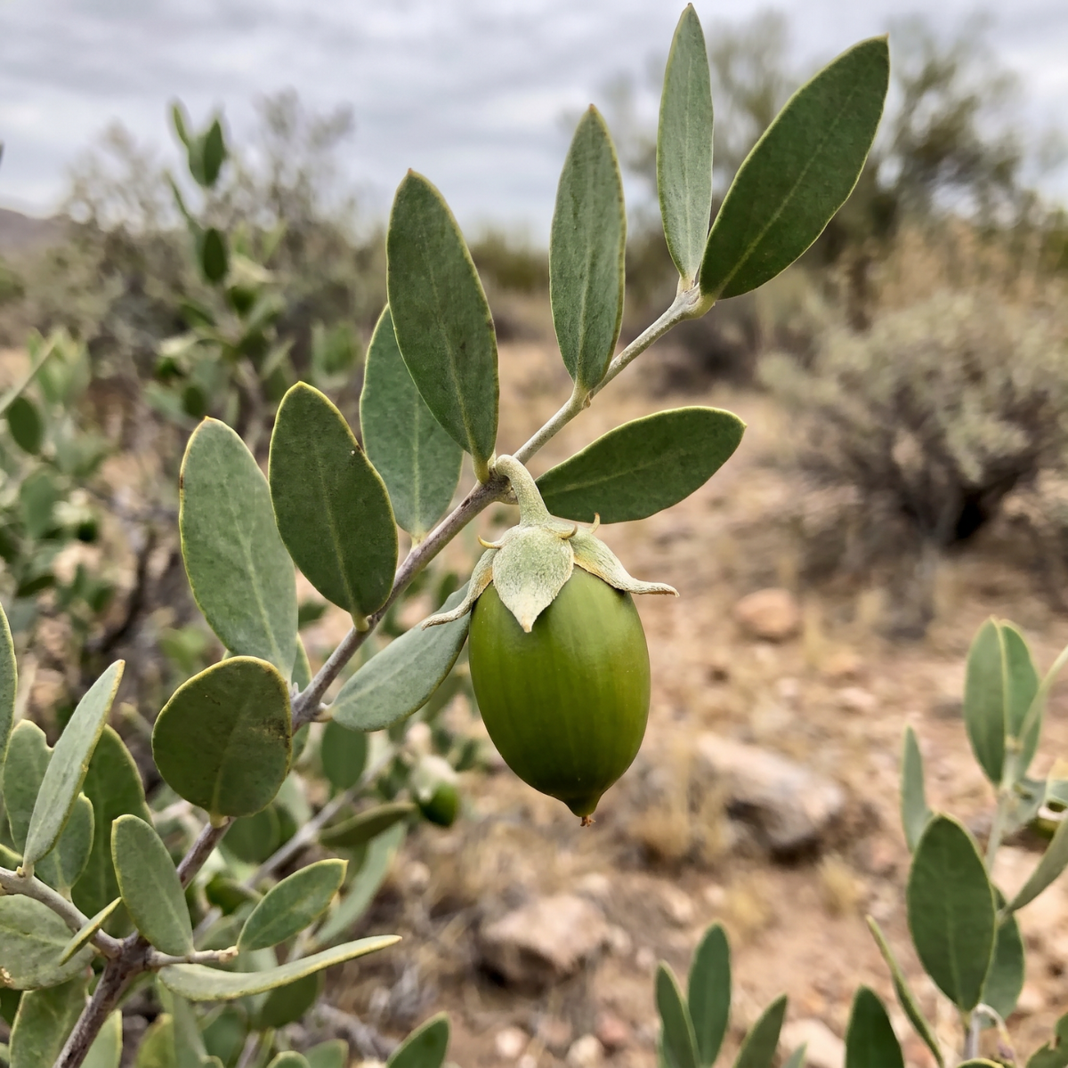 Jojoba (Simmondsia chinensis) – widerstandsfähige Wüstenpflanze aus Nordamerika, die sich an extreme Trockenheit angepasst hat
