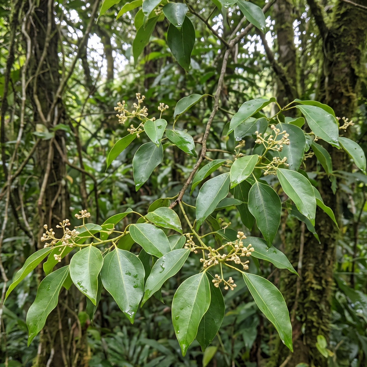 Kampferbaum (Cinnamomum camphora) – immergrüner Baum Ostasiens mit langer Tradition in der Pflanzenkunde.