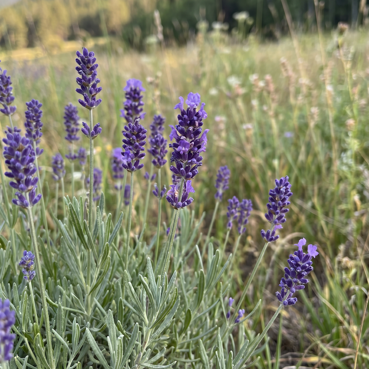 Lavendel (Lavandula angustifolia) – mediterrane Duftpflanze mit violett blühenden Ähren und langer Tradition in der Pflanzenkultur.