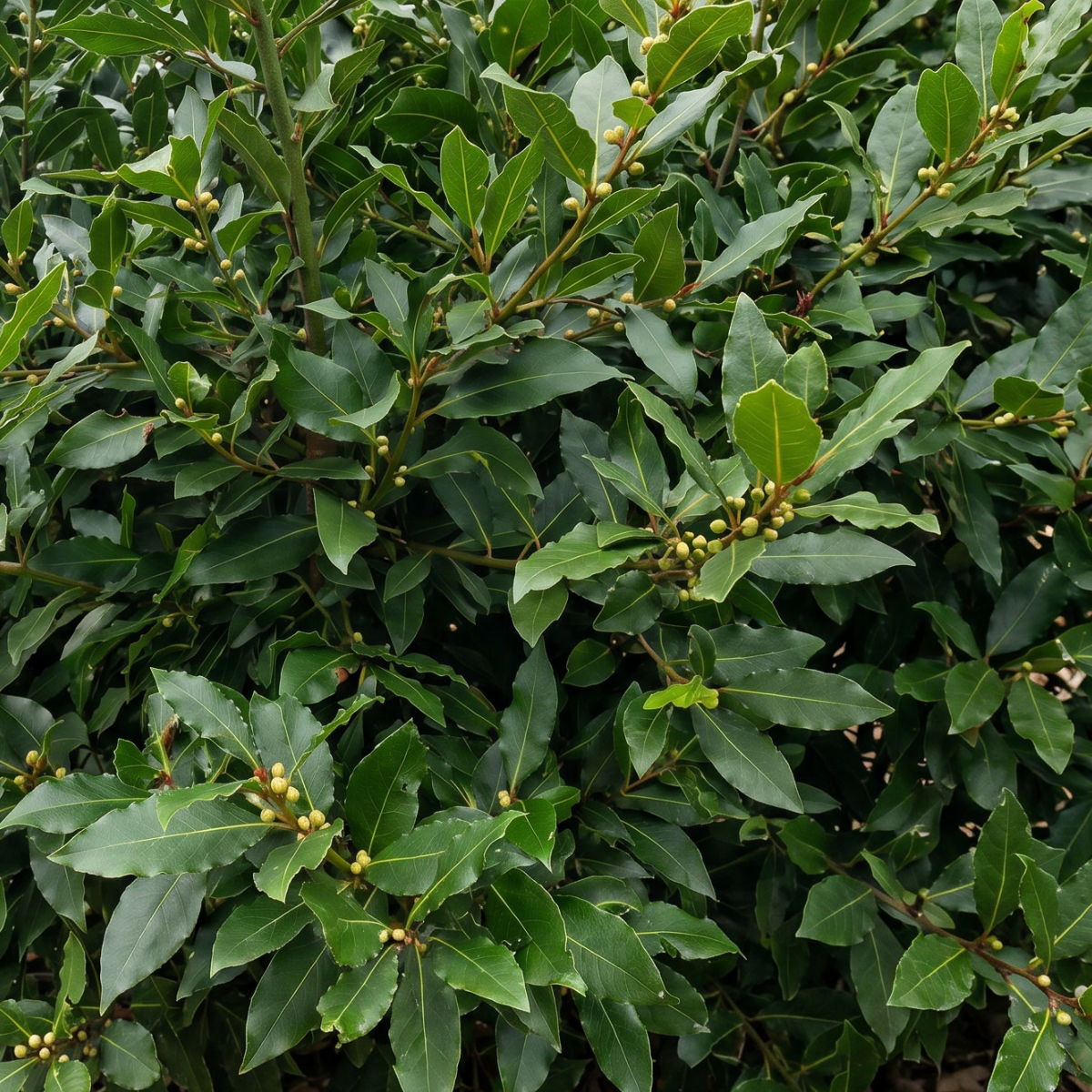 Lorbeer (Laurus nobilis) – immergrüne mediterrane Pflanze mit charakteristischen Blättern und langer Kulturgeschichte.