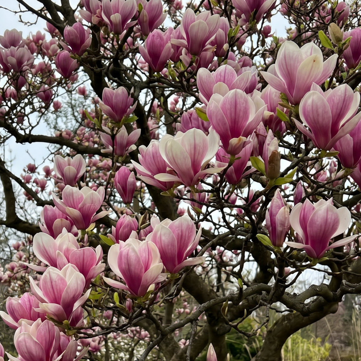Magnolie (Magnolia) – eine der ältesten Blütenpflanzen der Erde, die seit Jahrhunderten in der asiatischen Pflanzenkultur geschätzt wird