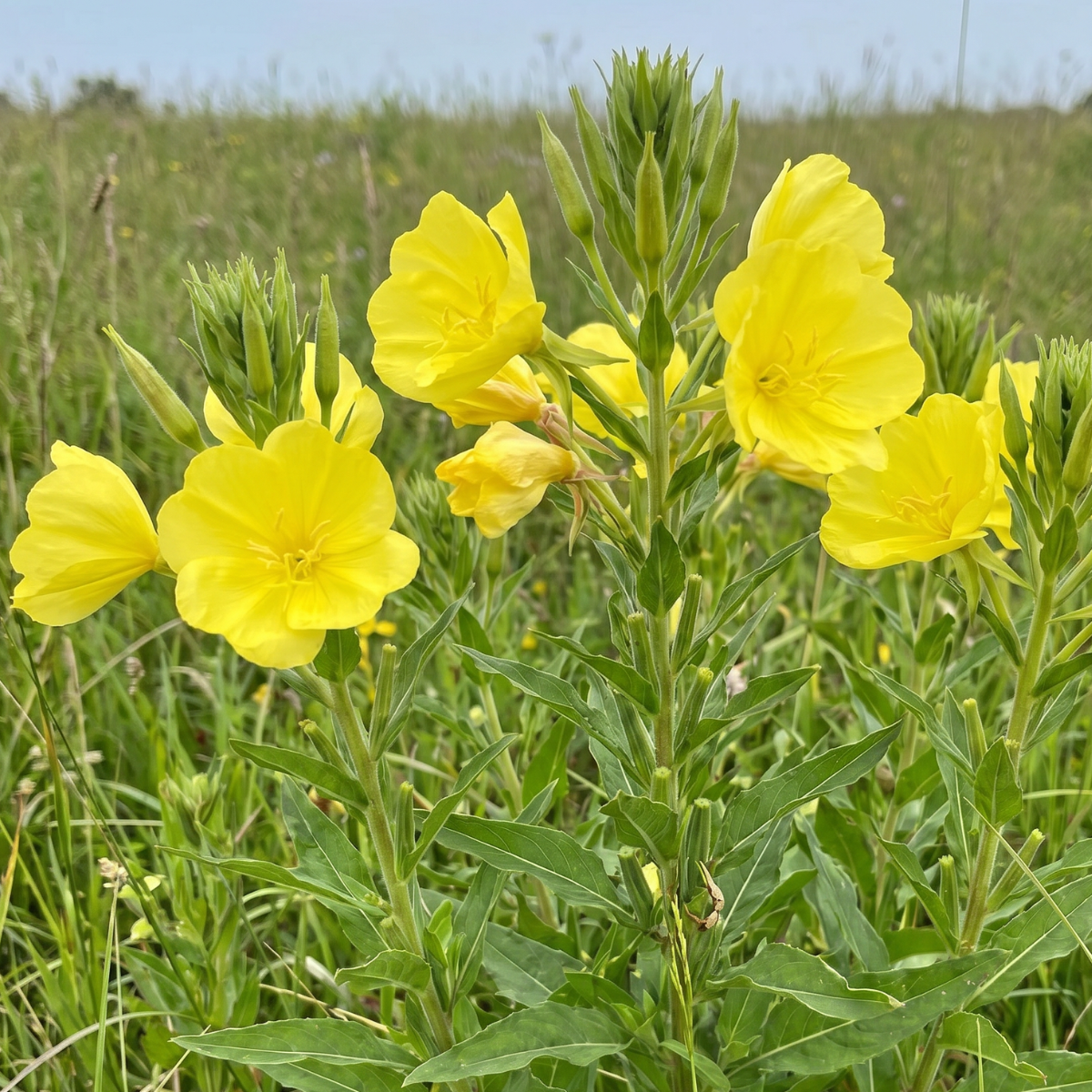 Nachtkerze (Oenothera biennis) – traditionsreiche Blütenpflanze mit leuchtend gelben Blüten und wertvollen Samenölen.
