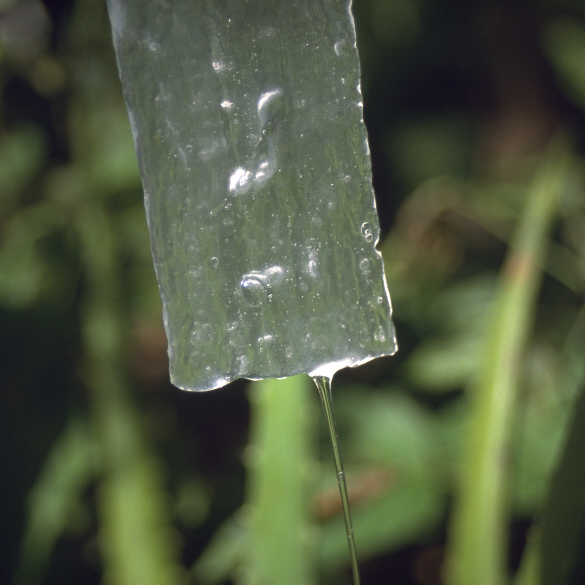 Nahaufnahme eines tropfenden, ausgelösten Aloe Vera Gels