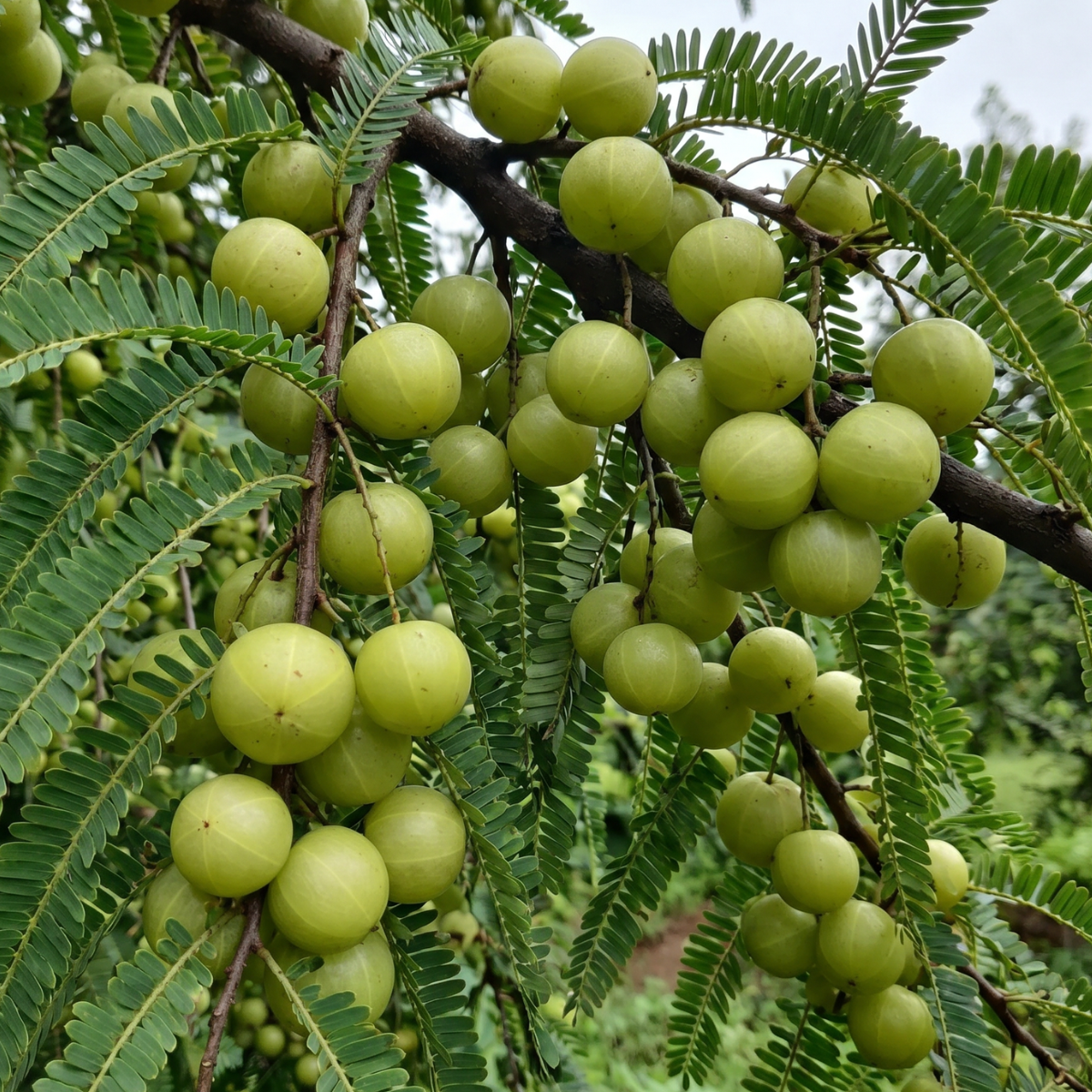 Amla (Phyllanthus emblica) – traditionsreiche Fruchtpflanze mit langer Geschichte in der ayurvedischen Pflanzenkunde.
