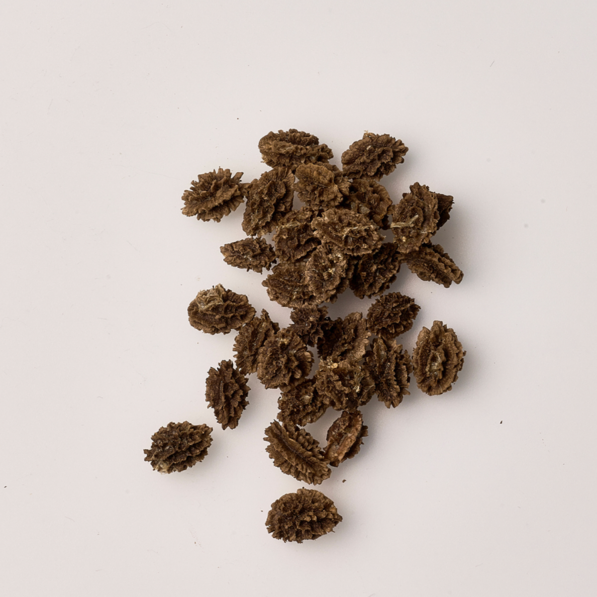 PapayaVera® mit naturbelassenen Papaya-Kernen aus Sri Lanka