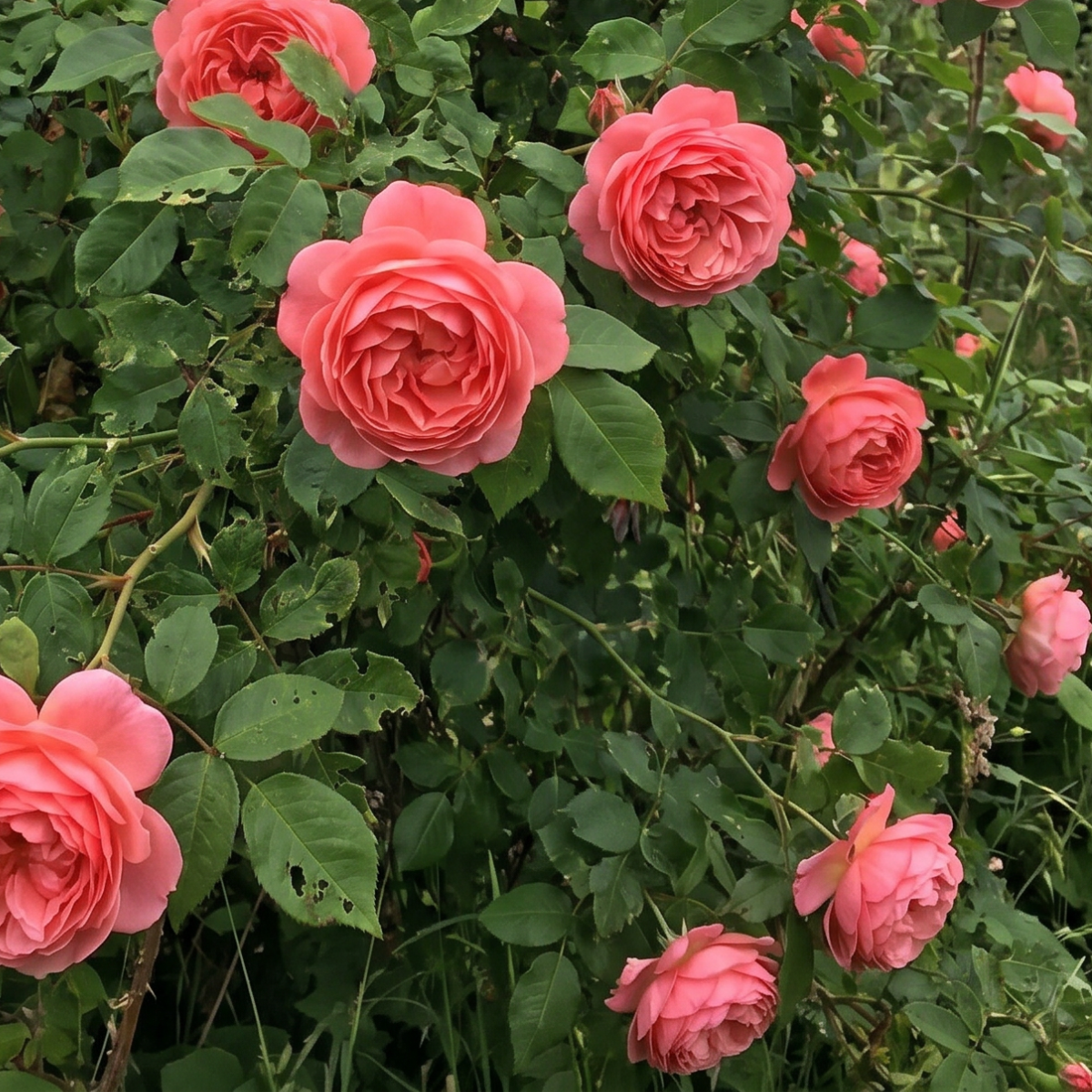 Rose (Rosa) – elegante Blütenpflanze mit zarten Blütenblättern und zeitloser Schönheit.