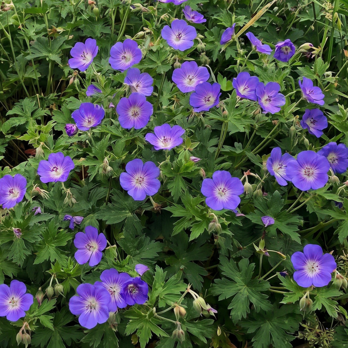 Rosengeranie (Pelargonium graveolens) – aromatische Pflanze mit natürlichem Rosenduft und langer Tradition in der Pflanzenkultur.