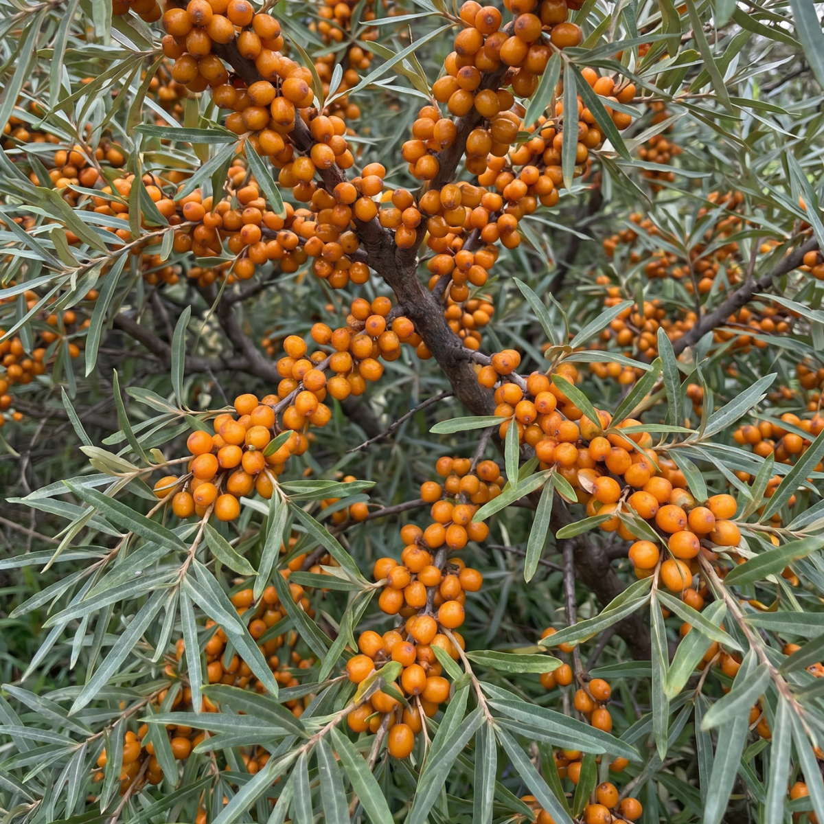 Sanddorn (Hippophae rhamnoides) – traditionsreiche Wildpflanze mit leuchtend orangefarbenen Beeren und wertvollen Pflanzenstoffen.