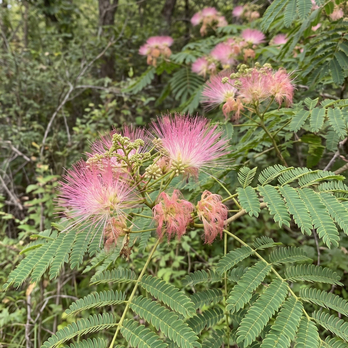 Seidenakazie (Albizia julibrissin) – außergewöhnlicher Blütenbaum, dessen Blätter sich bei Einbruch der Dunkelheit schließen.