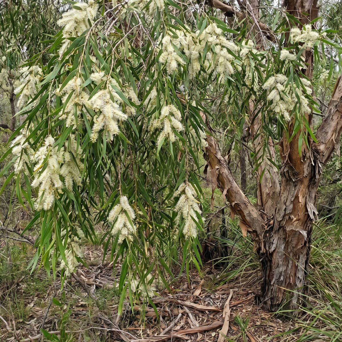 Teebaum (Melaleuca alternifolia) – aromatische Pflanze aus Australien mit feinen Blättern und besonderem Charakter.