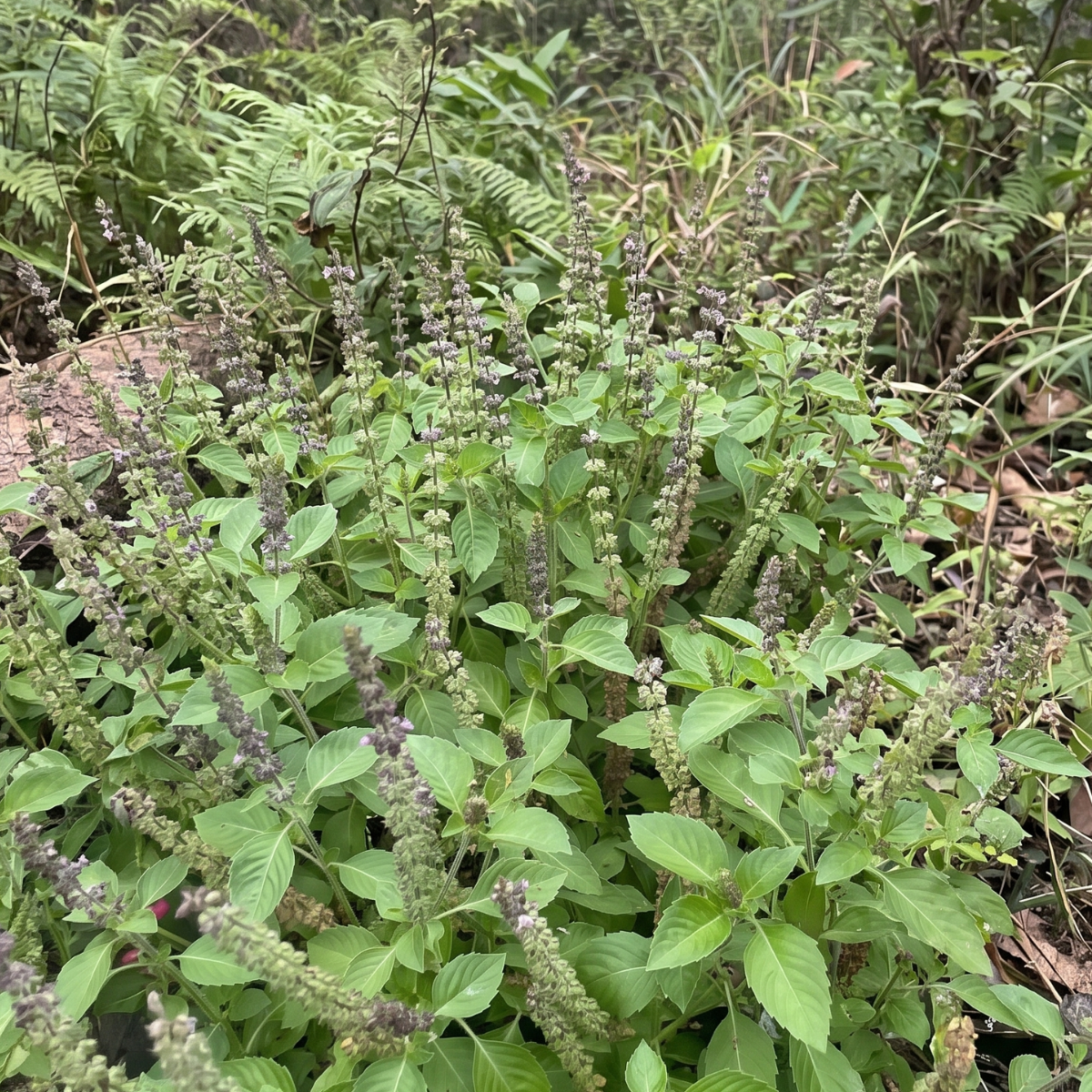 Tulsi (Ocimum tenuiflorum) – heiliges Basilikum mit jahrtausendealter Tradition in der ayurvedischen Pflanzenkunde.