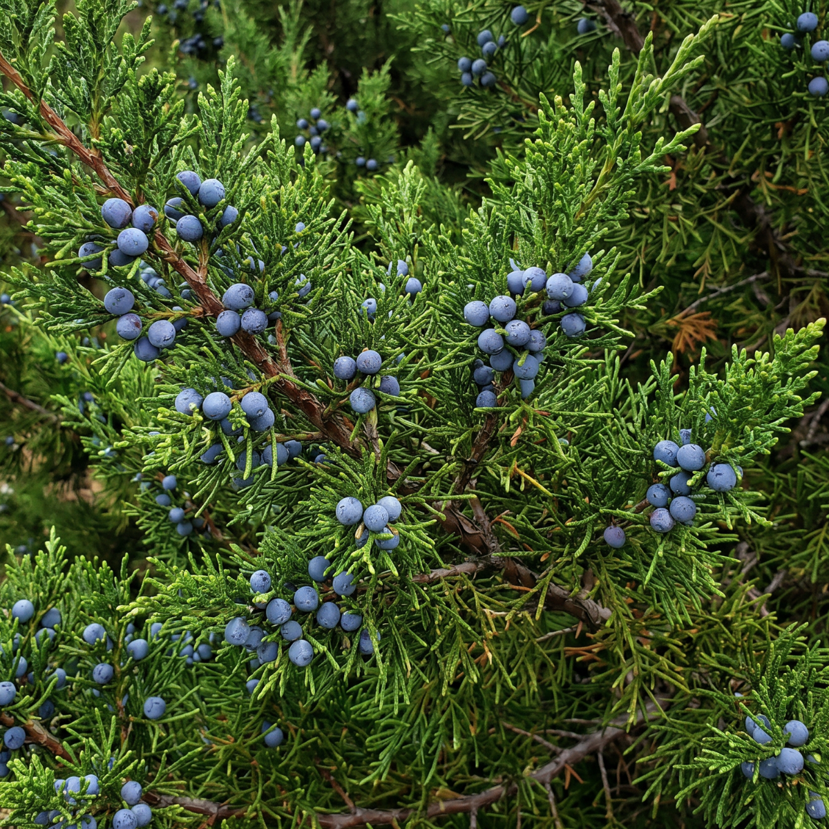 Wacholder (Juniperus communis) – immergrüne Pflanze mit aromatischen Beeren und langer Tradition in der europäischen Pflanzenkunde.