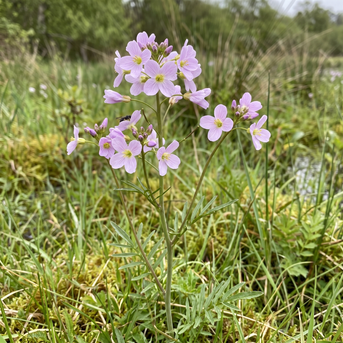 Wiesenschaumkraut (Cardamine pratensis) – heimische Wildblume mit zarten Blüten, die feuchte Wiesen im Frühjahr prägt.