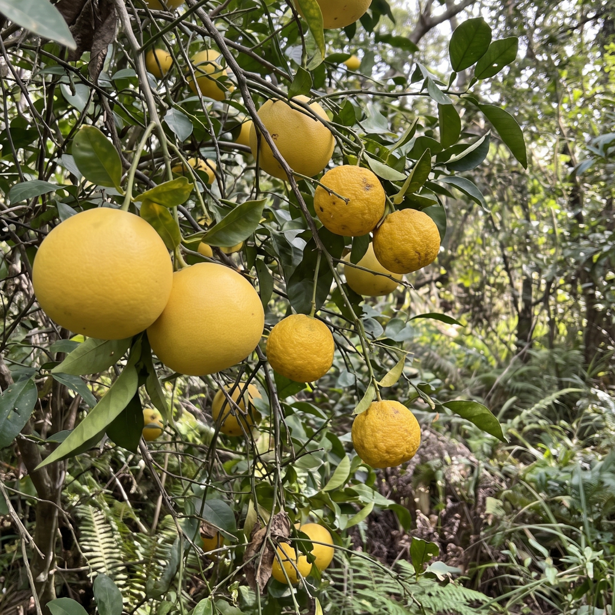 Zitrusfrüchte – sonnengereifte Früchte der Gattung Citrus mit langer Kulturgeschichte im Mittelmeerraum und Asien.