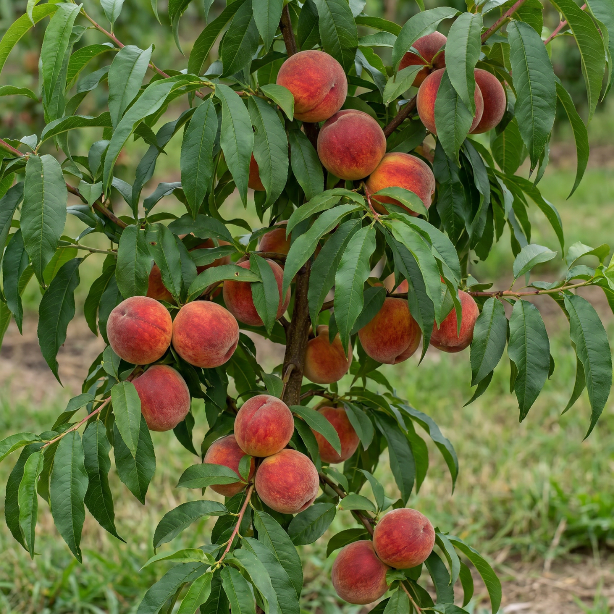 Zwergpfirsich (Prunus persica var. nana) – außergewöhnliche Pfirsichart, die Schönheit und Fruchtbarkeit seit Jahrhunderten symbolisiert.