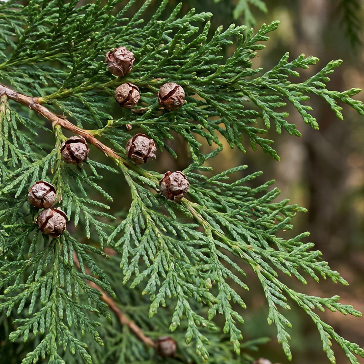 Zypresse (Cupressus sempervirens) – immergrüner Baum des Mittelmeerraums mit charakteristischer schlanker Wuchsform.