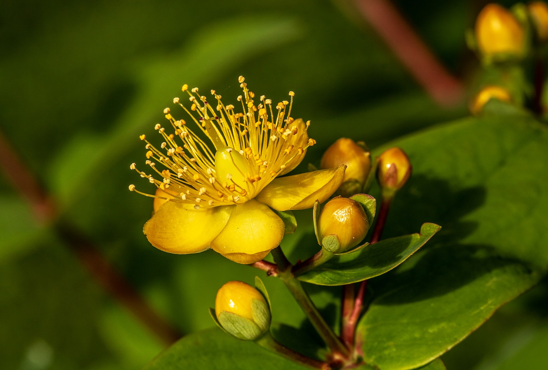 Johanniskraut-Blüte gelbe Johanniskraut-Blüte mit grünem Hintergrund