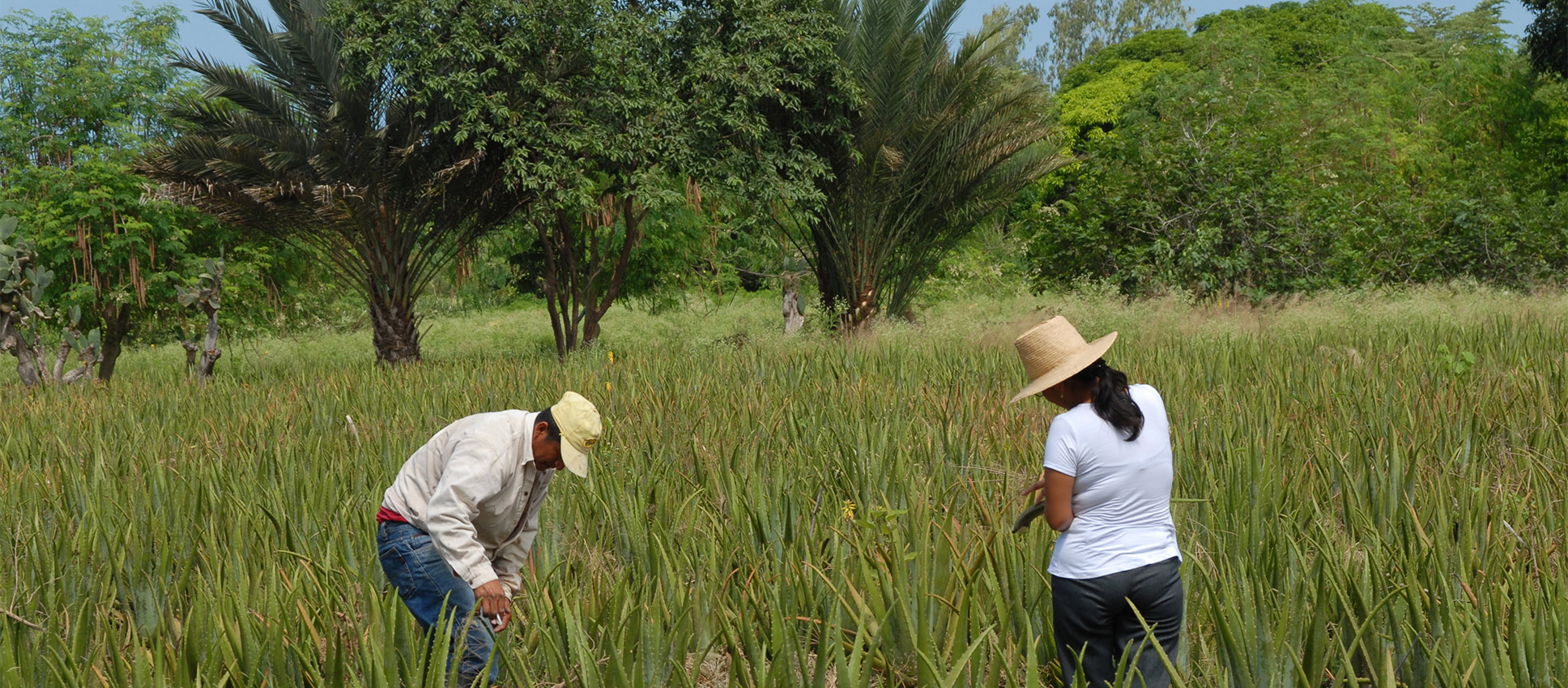 Ernte der Aloe Die Ernte der Pflanzen in Ecuador von einem Frau und einer Mann