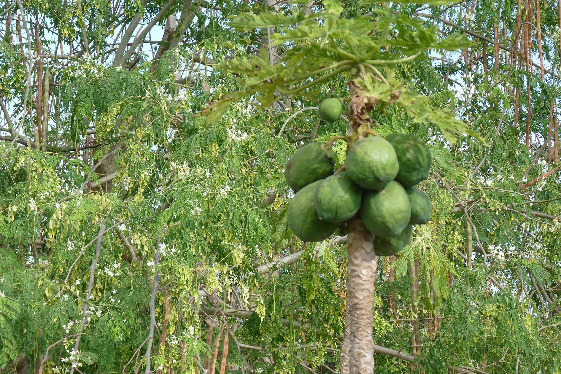 Papaya Früchte hängen am Papaya Baum