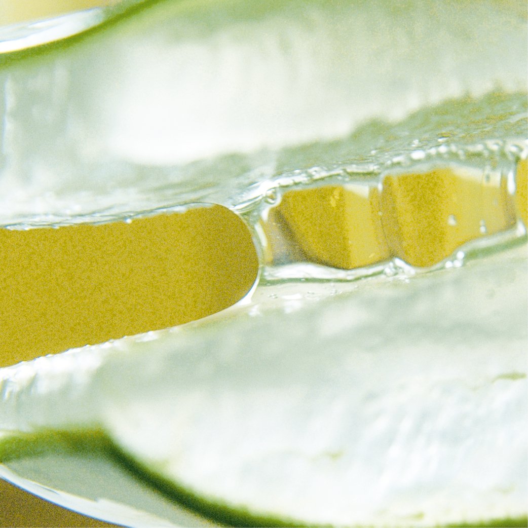 Eine Scheibe des Aloe Vera Blattes, mit dem durchsichtigen Gel, wird auseinandergezogen 