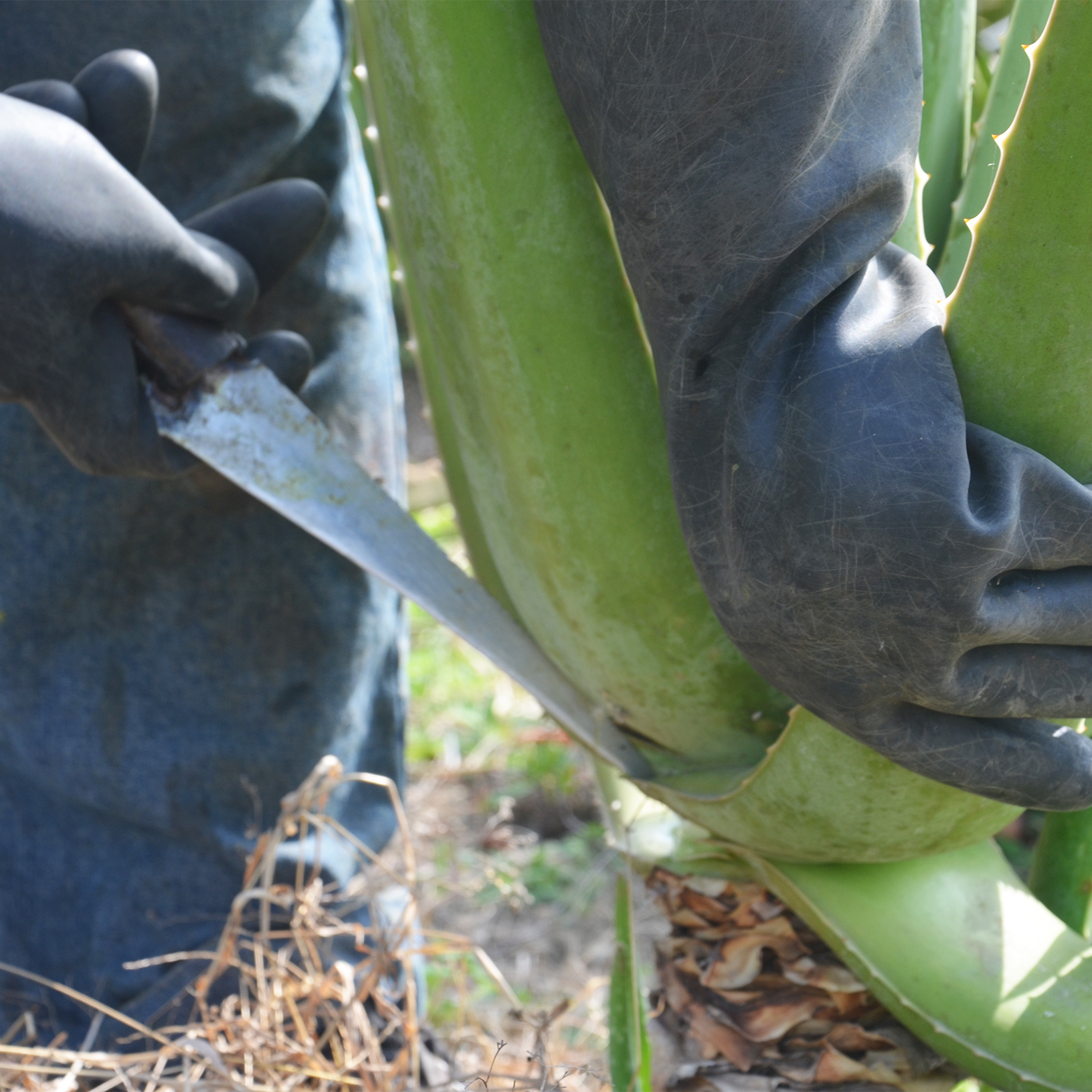 Aloe Vera Ernte Aloe Vera Pflanze wird geerntet und das Blatt mit einem Messer abgeschnitten.