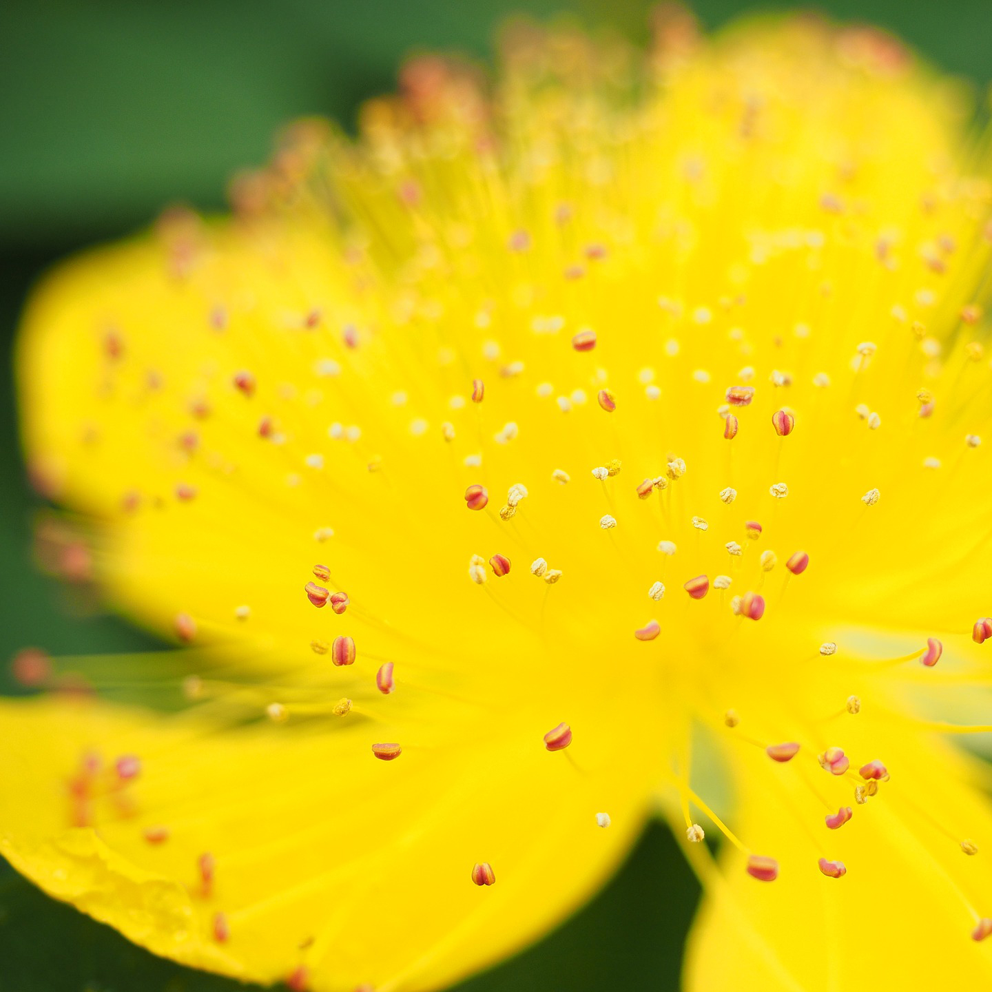 gelbe Blume Nahaufnahme gelbe Blumen