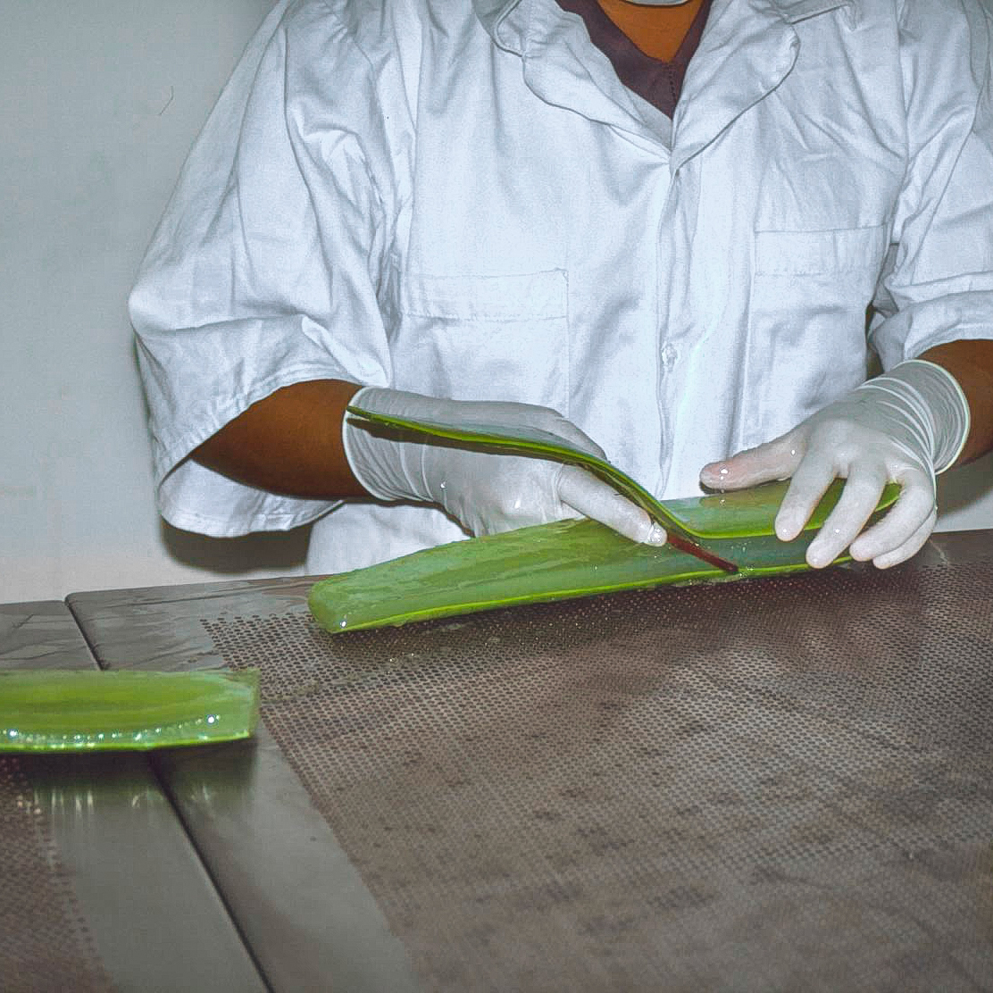Handausschälung Person mit weißen Handschuhen schält Gel aus einem großen Aloe Vera Blatt aus