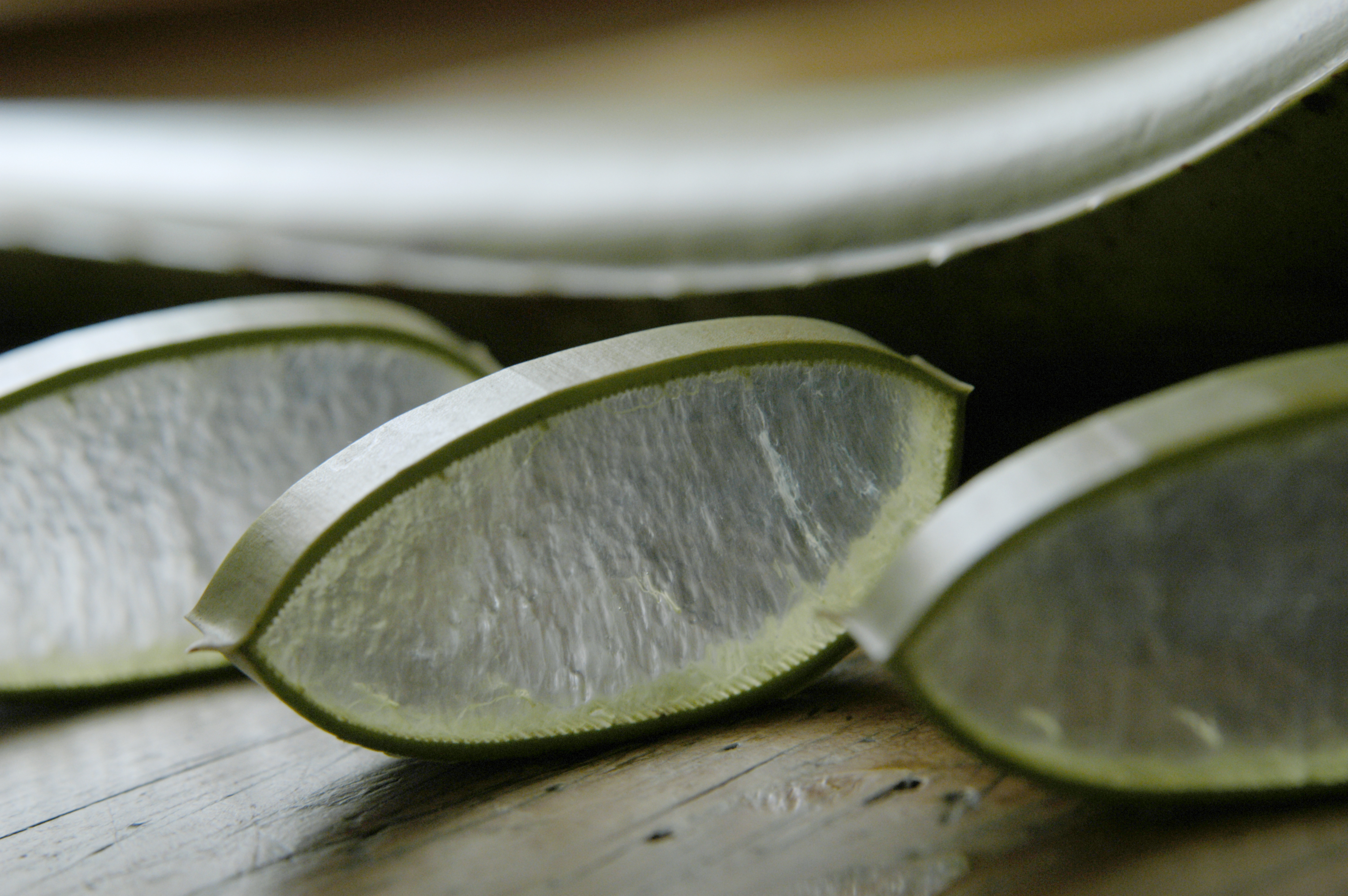 Aloe Vera Scheiben Drei Aloe Vera Scheiben vor Aloe Vera Blatt auf Holztisch